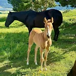 Le Serpolet Les Angles (Pyrenees-Orientales)