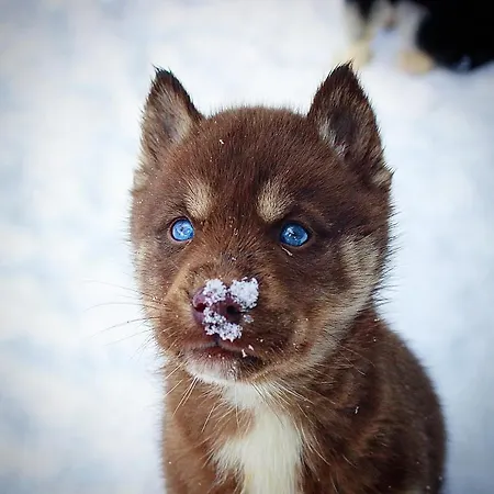 Bed and Breakfast Ranch Le Serpolet 3*