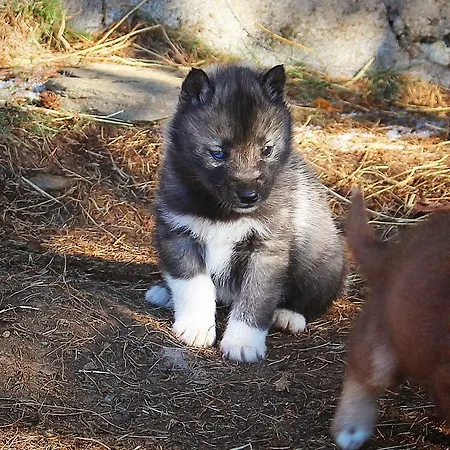 Le Serpolet Les Angles (Pyrenees-Orientales)