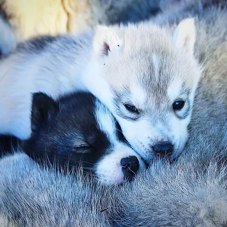 Le Serpolet Couette-café