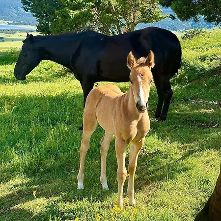 Ranch Le Serpolet Les Angles (Pyrenees-Orientales)